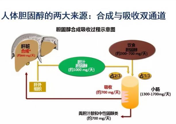 胆固醇合成