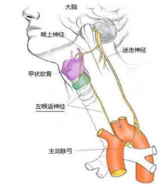 罕见解剖变异！市中心医院甲状腺外科专家妙手“避雷拆弹” 